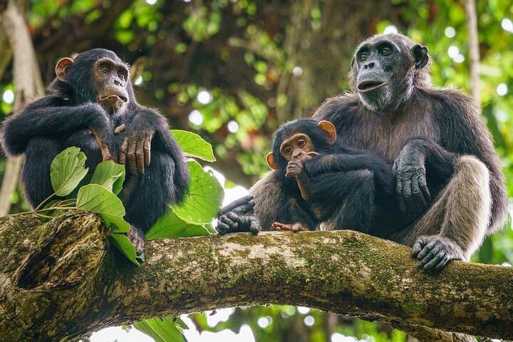 5-Day Gombe & Mahale Chimpanzee Trekking on Lake Tanganyika