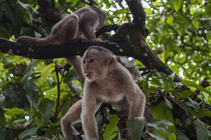 4-Day Amazon Adventure from Quito to Tena: Jungle Walks, Canoes & Kichwa Culture