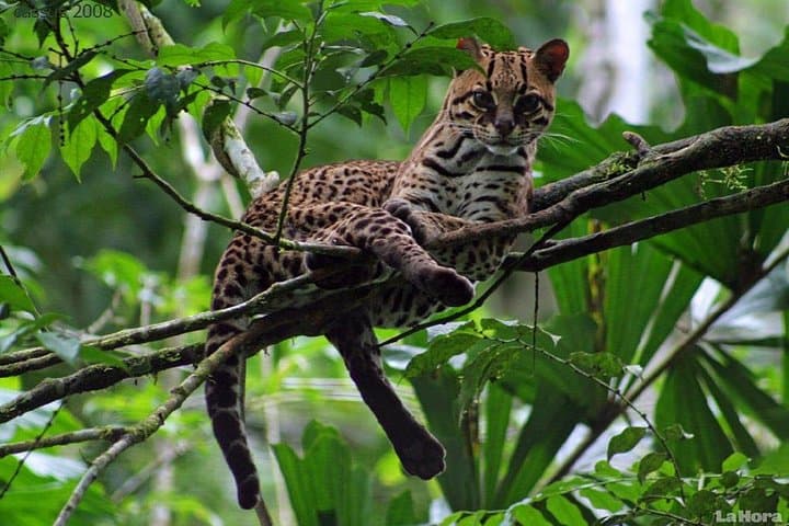 5-Day Amazon Tena from Quito — Jungle Lodges, Canoes & Kichwa Culture photo 3