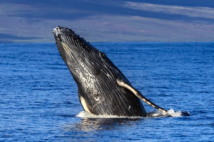 Maui Super Raft Whale Watch: Luxury Up-Close Humpback Experience from Maalaea Harbor photo 3