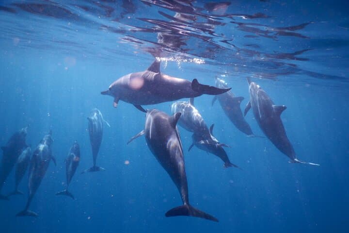 Eco-Friendly Dolphin Encounter and Benitier Island Barbecue from Le Morne photo 2
