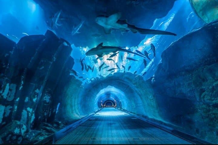 Inside Dubai Aquarium and Underwater Zoo: Tunnel Walk, Marine Life & Visitor Tips photo 3