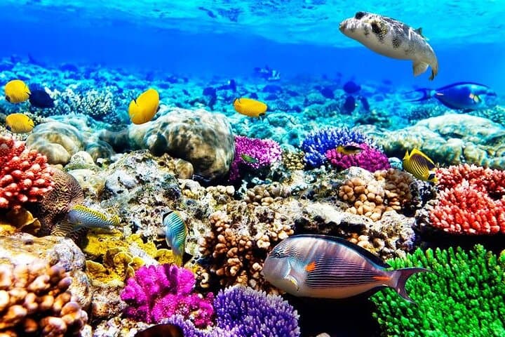 Mnemba Dolphin & Spice Island Day Tour from Stone Town — Snorkel Mnemba Atoll, Prison Island & Spice Farm photo 4