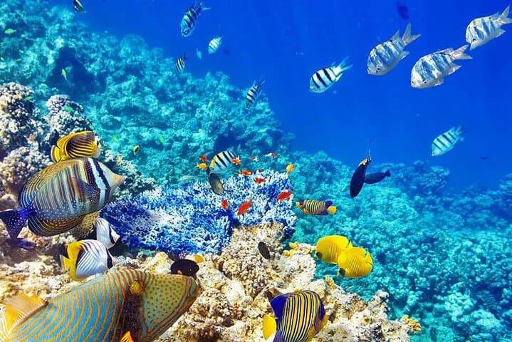 Mnemba Dolphin & Spice Island Day Tour from Stone Town — Snorkel Mnemba Atoll, Prison Island & Spice Farm photo 6