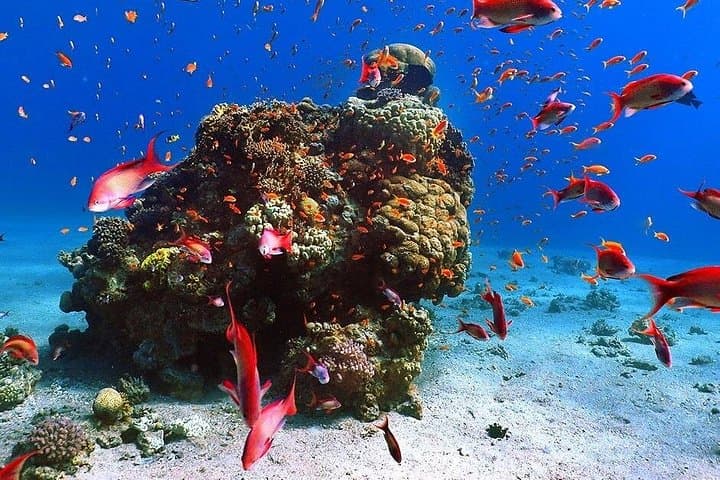 Zanzibar Full-Day: Mnemba Dolphin Snorkel, Stone Town & Spice Farm Lunch photo 4