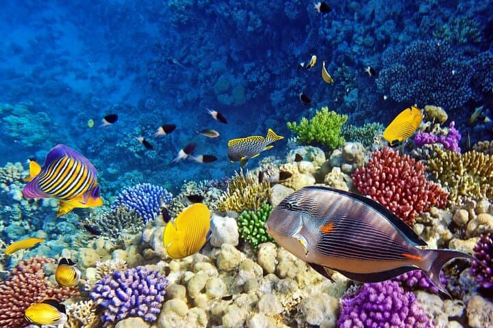 Full-Day Zanzibar: Mnemba Snorkel & Dolphin Swim with Stone Town and Jozani Forest photo 6