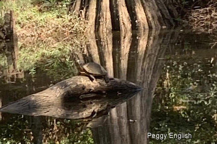 Kayak Honey Island Swamp: 2-Hour Backwater Tour from Slidell/New Orleans photo 4