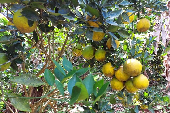 Half-Day Mountain and Coffee Farm Tour in Nosara — Views, ATVs & Farm-to-Table Lunch photo 3