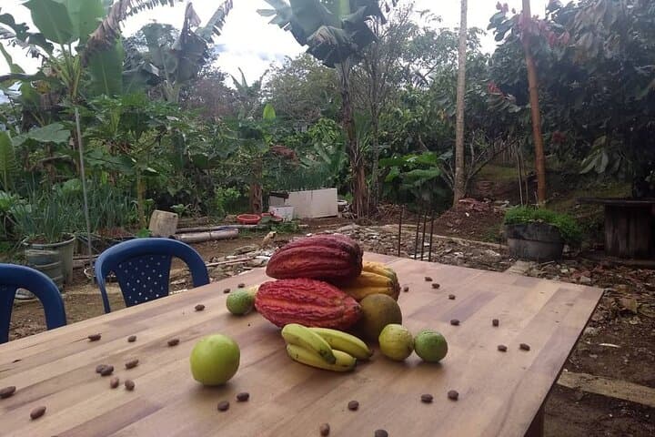 Cacao Tour from Medellín: Farm-to-Chocolate and Waterfall Day Trip photo 2