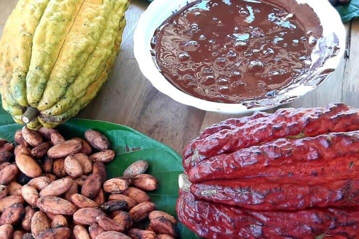 Cacao Tour from Medellín: Farm-to-Chocolate and Waterfall Day Trip photo 1