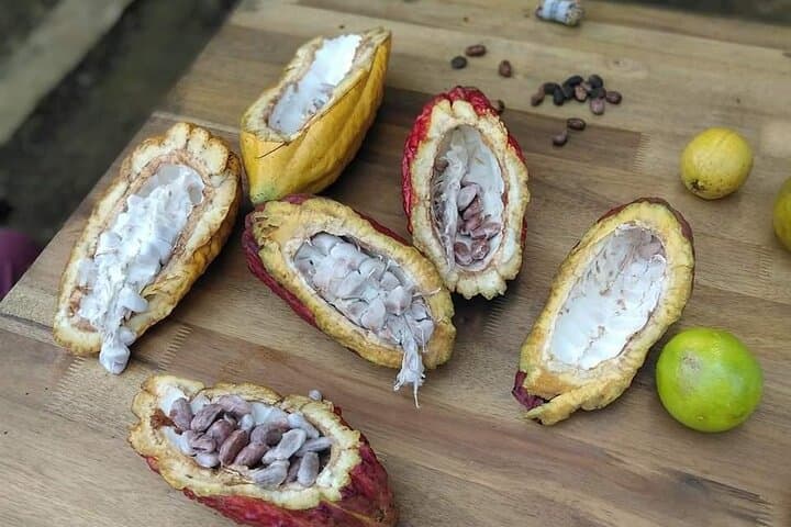 Cacao Tour from Medellín: Farm-to-Chocolate and Waterfall Day Trip photo 4