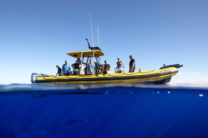 Cage-Less Shark Dive on Oahu's North Shore: Open-Ocean Encounters in Haleiwa photo 4