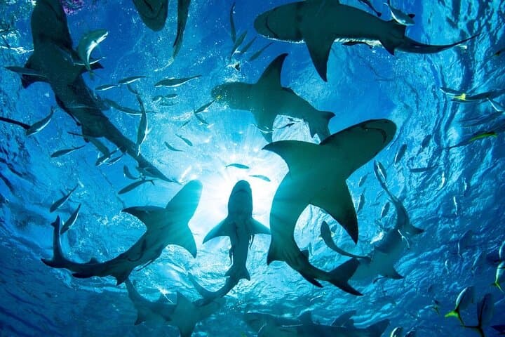 Cage-Less Shark Dive on Oahu's North Shore: Open-Ocean Encounters in Haleiwa photo 5
