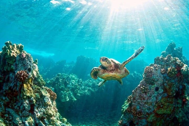 Explore Key Largo’s Vibrant Coral Reefs and Hidden Sandbars: A Private Snorkeling Adventure photo 3