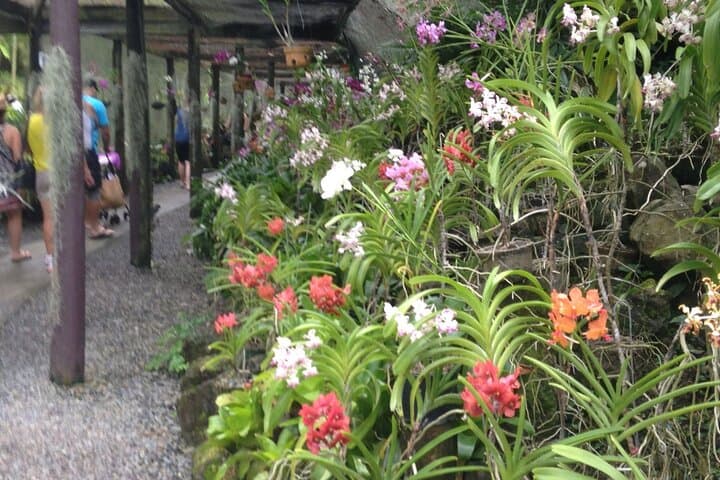 Half-Day Nadi Mud Pools & Sleeping Giant Gardens Tour (Lunch Included) photo 4
