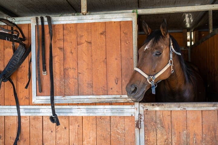 Horseback Riding and Tuscan Picnic in Val d'Orcia and Valdichiana photo 4