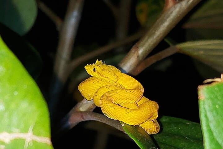 Twilight Tortilla Class & Frog-Watching Near La Fortuna — Night Rainforest Experience photo 5