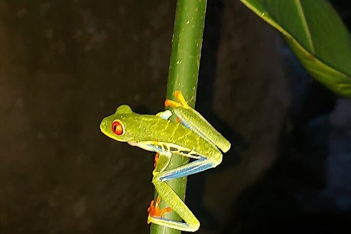Twilight Tortilla Class & Frog-Watching Near La Fortuna — Night Rainforest Experience photo 3