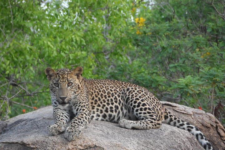 Yala National Park Leopard Safari: Morning Jeep Game Drive from Palatupana