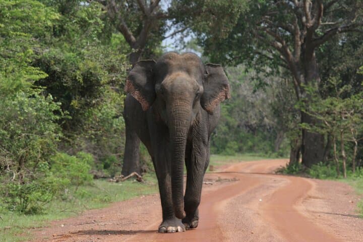 Yala National Park Leopard Safari: Morning Jeep Game Drive from Palatupana photo 2