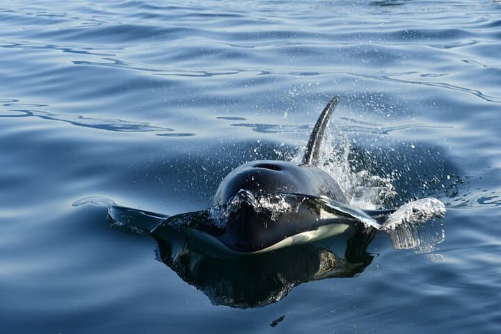 Icy Strait Whale Watching with Drone Footage: Humpbacks, Orcas & Coastal Wildlife photo 2