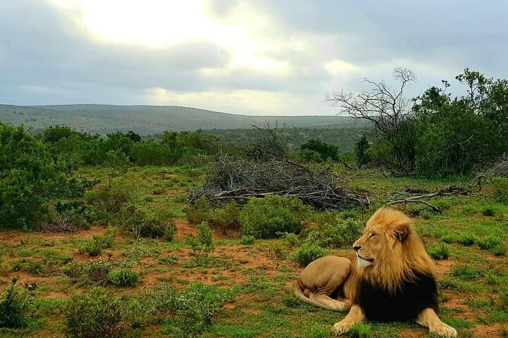 Port Elizabeth Half-Day Private Game Reserve Safari - Big Five & Traditional Lunch