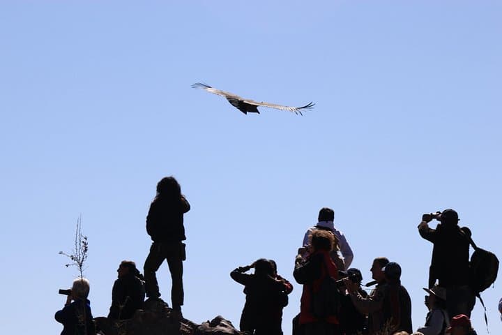 Arequipa to Colca Canyon: 4-Day Tour to Cruz del Condor photo 4