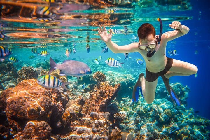 Cabo Boat Tour & Pelican Rock Snorkel — El Arco, Sea Lions and Whale-Spotting photo 6