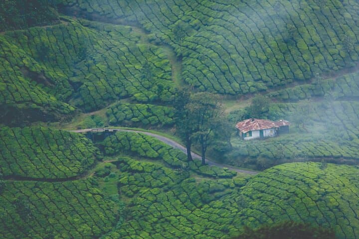 Munnar Day Trip from Kochi: Tea Gardens, Waterfalls & Mattupetty Dam photo 3