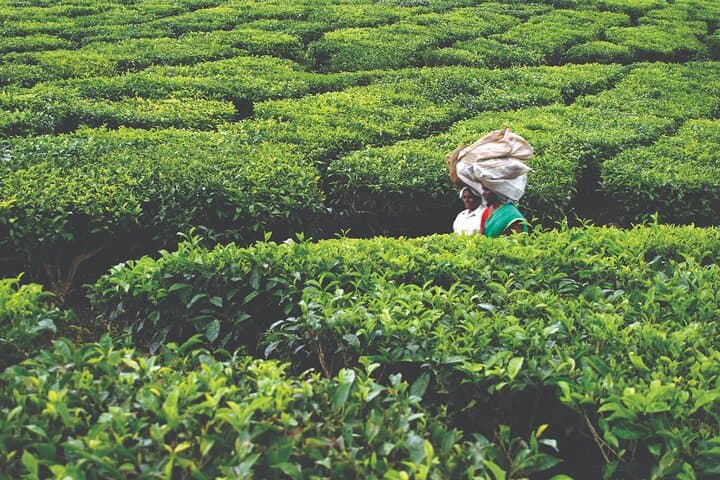 Munnar Day Trip from Kochi: Tea Gardens, Waterfalls & Mattupetty Dam photo 6