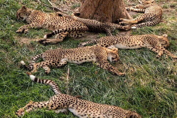 3-Day Maasai Mara Migration Safari: Game Drives, Camp Stays & Cultural Encounters photo 1