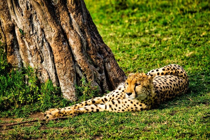 3-Day Maasai Mara Migration Safari: Game Drives, Camp Stays & Cultural Encounters photo 3