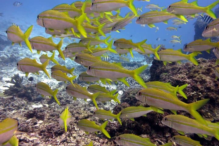 Denarau Marina 2-Tank Guided Dive: Mamanuca Reefs & Marine Life photo 2
