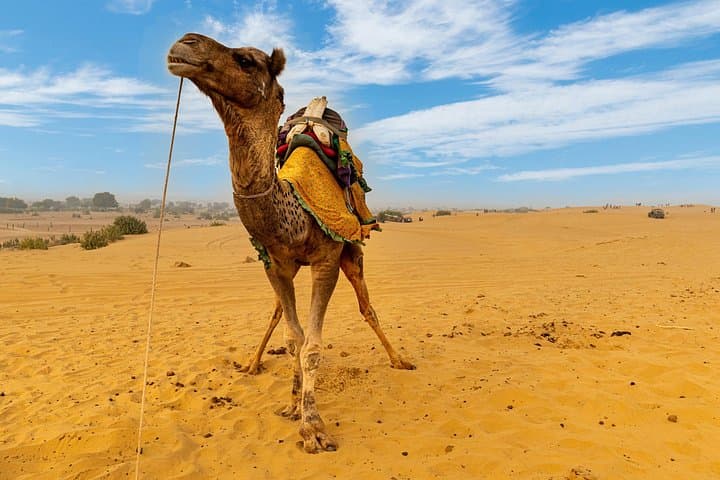 Private Full-Day Jaisalmer City Tour: Forts, Havelis & Sam Sand Dunes