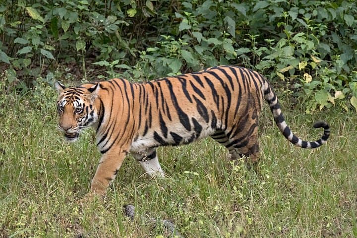 Tiger, Temple & Taj: 11-Day India Safari and Heritage Circuit photo 2