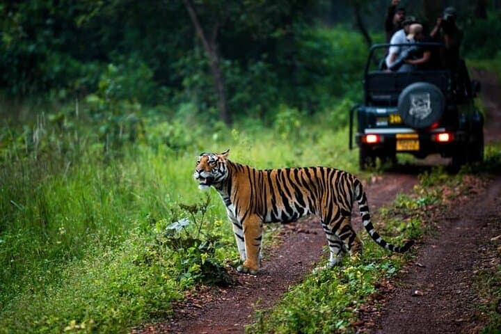 Tiger, Temple & Ancient Caves: 8-Day Pench, Satpura & Bhopal Wildlife and Heritage Tour photo 5