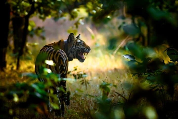 Tiger, Temple & Ancient Caves: 8-Day Pench, Satpura & Bhopal Wildlife and Heritage Tour photo 2