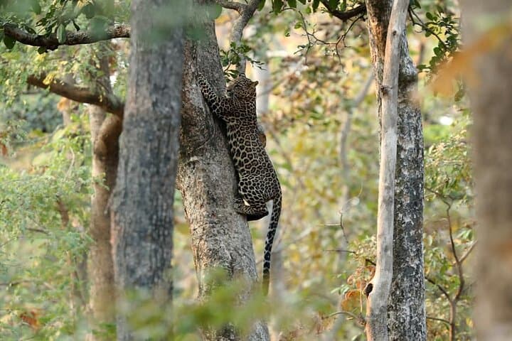 Tiger, Temple & Ancient Caves: 8-Day Pench, Satpura & Bhopal Wildlife and Heritage Tour photo 3