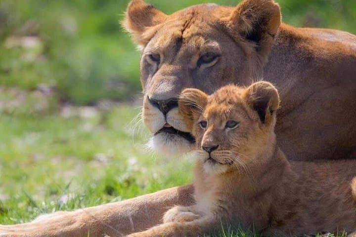 Private Friguia Park & Hammamet Medina Excursion from Tunis — Wildlife Park Visit photo 4