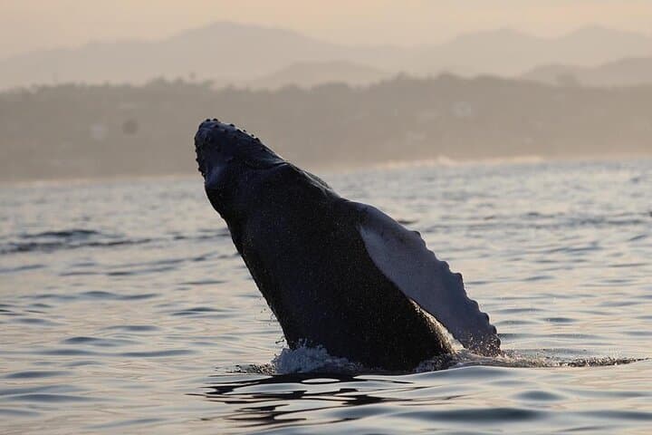 Puerto Escondido Dolphin & Whale Watching: 3-Hour Panga & Snorkel Experience photo 5