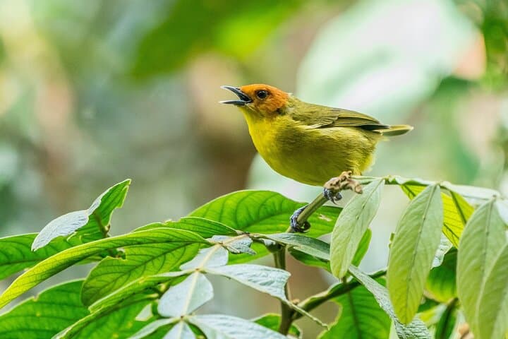 Manu Cultural Zone 4-Day Rainforest Lodge and Wildlife Expedition
