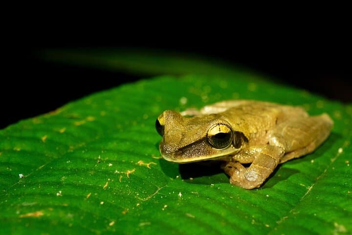 Manu Cultural Zone 4-Day Rainforest Lodge and Wildlife Expedition photo 2