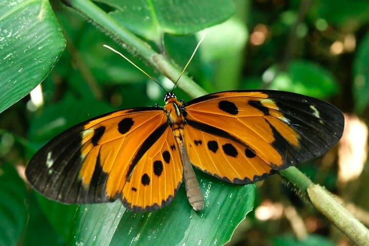 Manu Cultural Zone 4-Day Rainforest Lodge and Wildlife Expedition photo 5