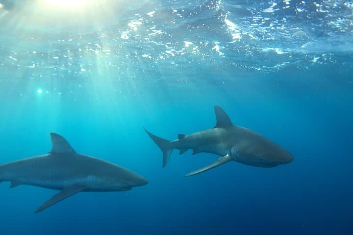 Cage-Less Shark Dive on Oahu's North Shore: Open-Ocean Encounters in Haleiwa