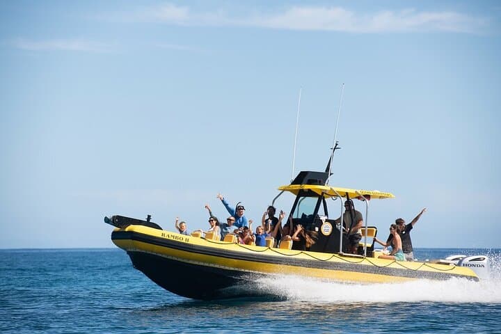 Cage-Less Shark Dive on Oahu's North Shore: Open-Ocean Encounters in Haleiwa photo 2