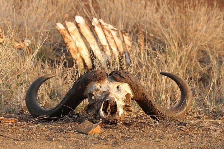 Full-Day Private Open Safari in Kruger National Park from Hoedspruit