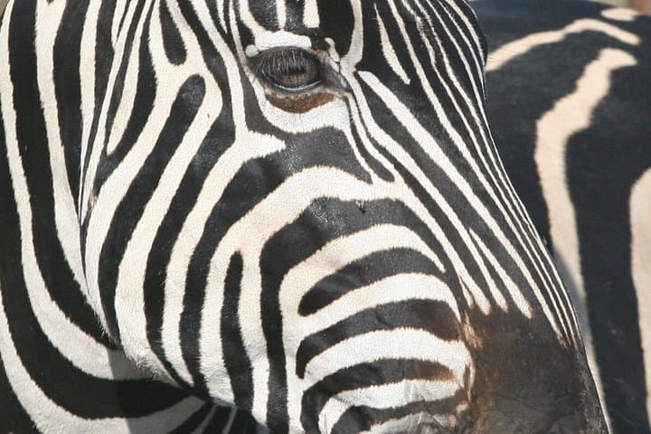 Full-Day Private Open Safari in Kruger National Park from Hoedspruit photo 4