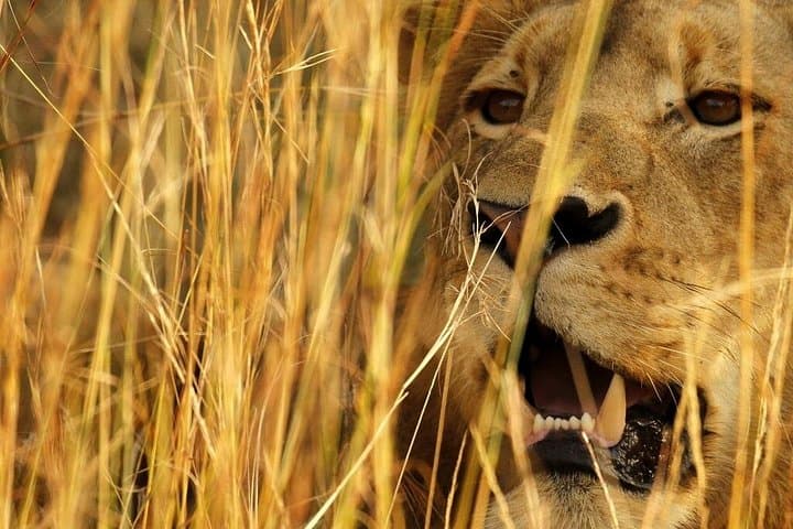Full-Day Private Open Safari in Kruger National Park from Hoedspruit photo 5