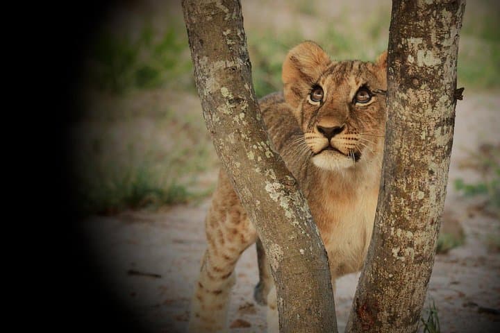 Full-Day Private Open Safari in Kruger National Park from Hoedspruit photo 6