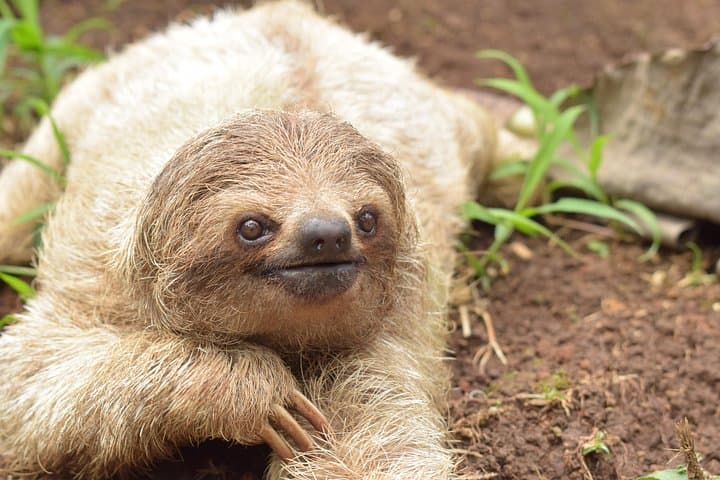 Miravalles & Tenorio Private Tour: Sloths, Waterfalls, Hanging Bridges & Mud Baths photo 5